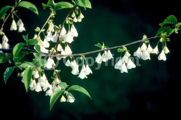 White blooms; Deciduous; Broadleaf; North American Native