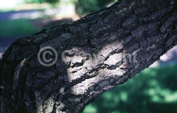 White blooms; Deciduous; Broadleaf; North American Native