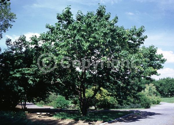White blooms; Deciduous; Broadleaf; North American Native