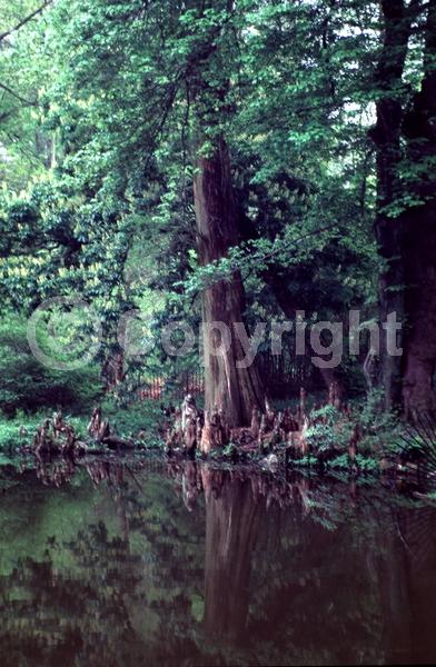 White blooms; Deciduous; Broadleaf; North American Native