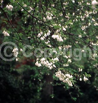 White blooms; Deciduous; Broadleaf; North American Native