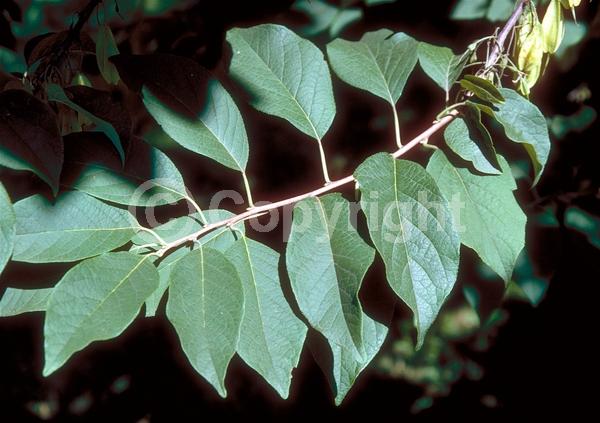 White blooms; Deciduous; Broadleaf; North American Native