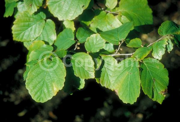 Yellow blooms; Deciduous; Broadleaf; North American Native