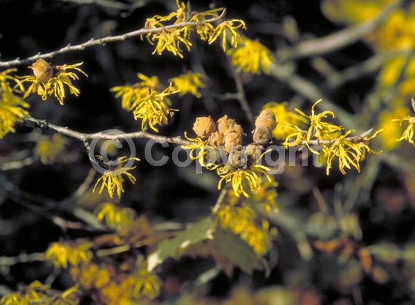 Yellow blooms; Deciduous; Broadleaf; North American Native
