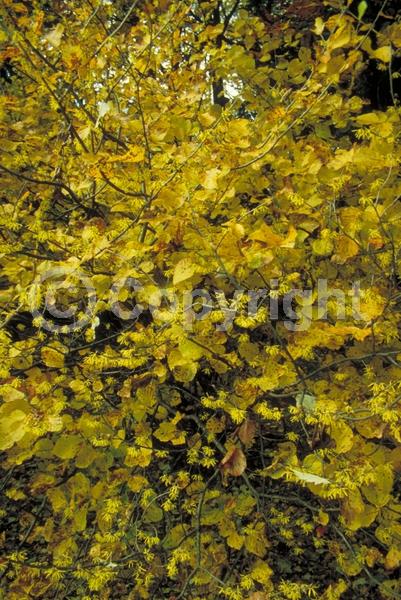 Yellow blooms; Deciduous; Broadleaf; North American Native