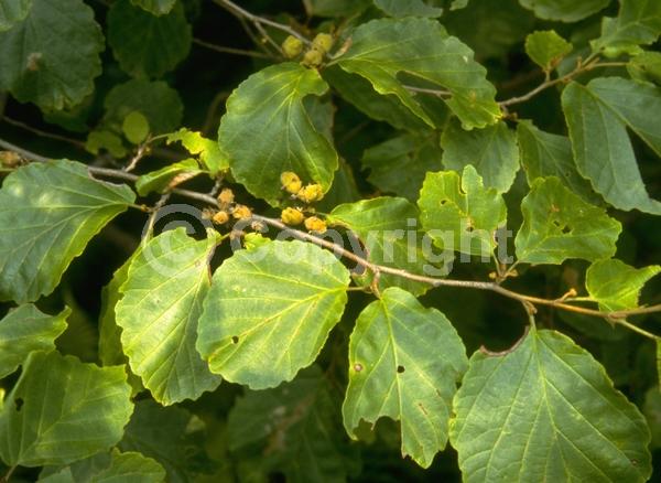 Yellow blooms; Deciduous; Broadleaf; North American Native
