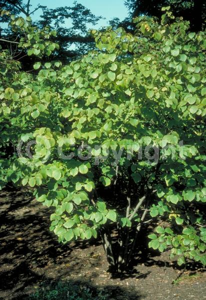 Yellow blooms; Deciduous; Broadleaf; North American Native