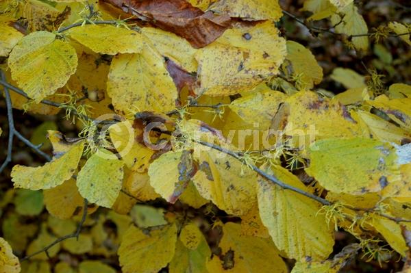 Yellow blooms; Deciduous; Broadleaf; North American Native