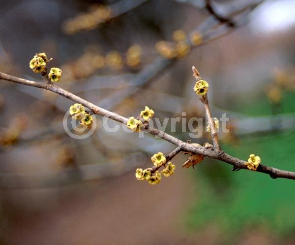 Yellow blooms; Deciduous; Broadleaf; North American Native