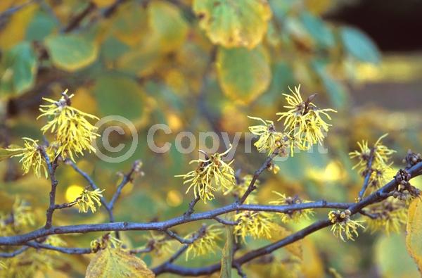Yellow blooms; Deciduous; Broadleaf; North American Native