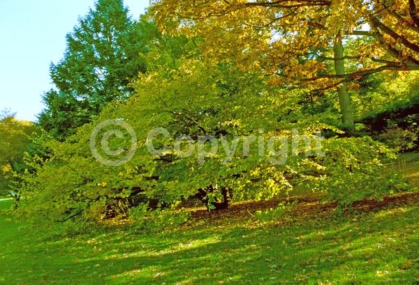 Yellow blooms; Deciduous; Broadleaf; North American Native