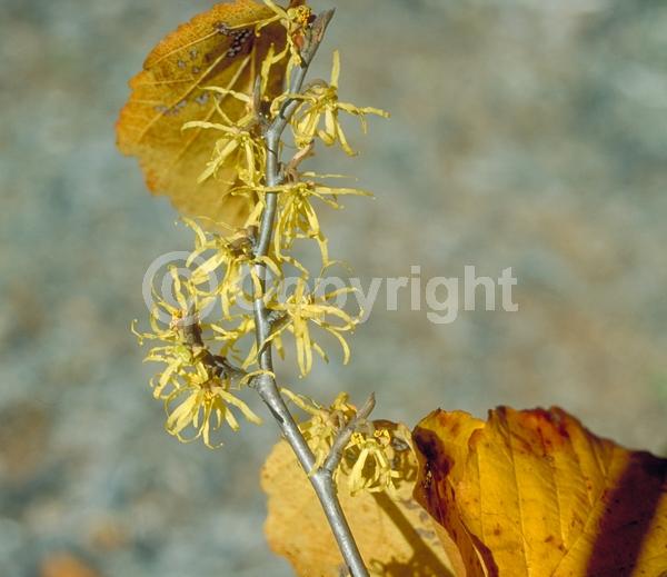 Yellow blooms; Deciduous; Broadleaf; North American Native