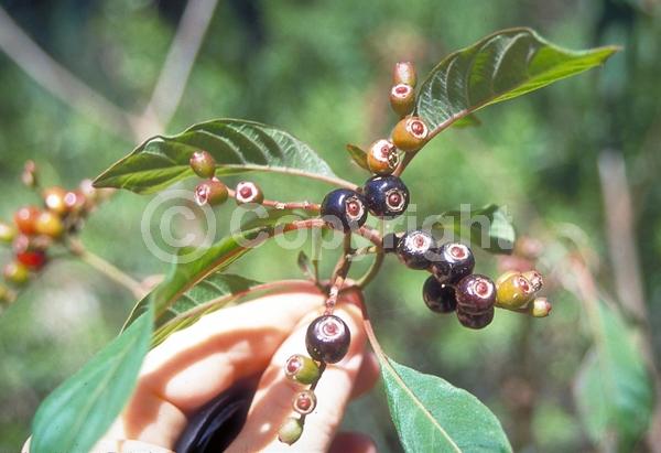 Red blooms; Orange blooms; Evergreen; Needles or needle-like leaf; North American Native