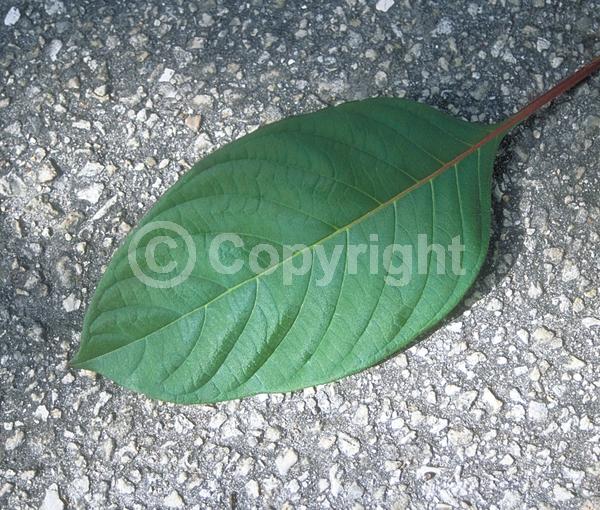 Red blooms; Orange blooms; Evergreen; Needles or needle-like leaf; North American Native