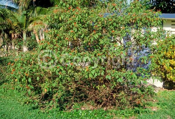 Red blooms; Orange blooms; Evergreen; Needles or needle-like leaf; North American Native