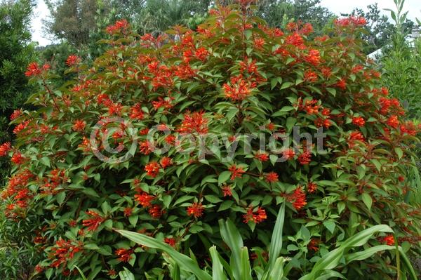 Red blooms; Orange blooms; Evergreen; Needles or needle-like leaf; North American Native
