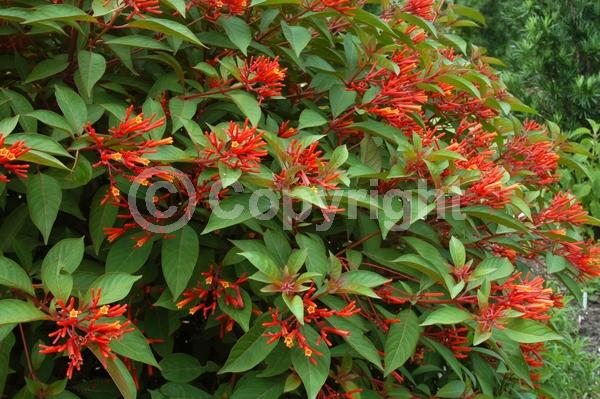 Red blooms; Orange blooms; Evergreen; Needles or needle-like leaf; North American Native