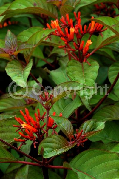 Red blooms; Orange blooms; Evergreen; Needles or needle-like leaf; North American Native