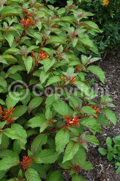 Red blooms; Orange blooms; Evergreen; Needles or needle-like leaf; North American Native