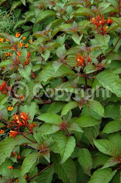 Red blooms; Orange blooms; Evergreen; Needles or needle-like leaf; North American Native