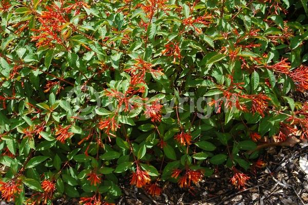 Red blooms; Orange blooms; Evergreen; Needles or needle-like leaf; North American Native