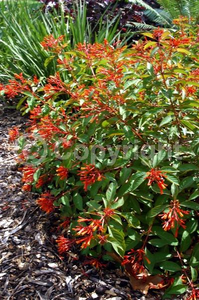 Red blooms; Orange blooms; Evergreen; Needles or needle-like leaf; North American Native