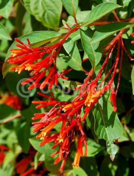 Red blooms; Orange blooms; Evergreen; Needles or needle-like leaf; North American Native