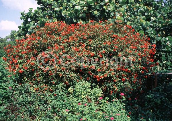 Red blooms; Orange blooms; Evergreen; Needles or needle-like leaf; North American Native