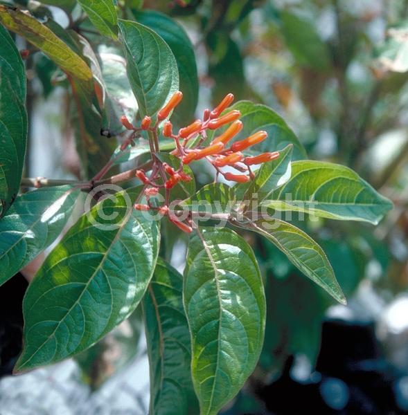 Red blooms; Orange blooms; Evergreen; Needles or needle-like leaf; North American Native