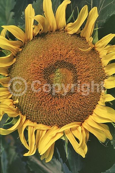 Yellow blooms; North American Native