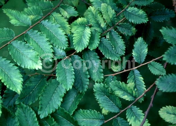 Unknown blooms; Deciduous