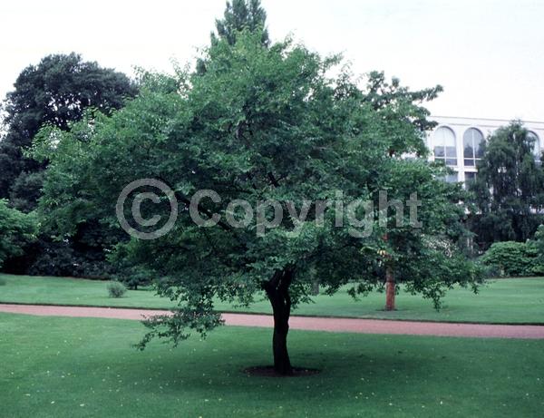 Unknown blooms; Deciduous