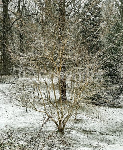 White blooms; Deciduous