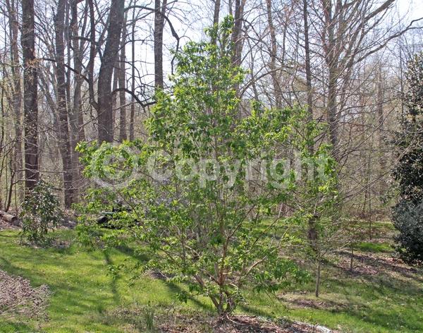 White blooms; Deciduous