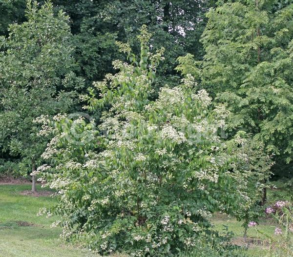 White blooms; Deciduous