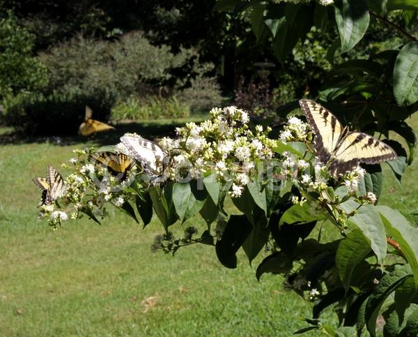 White blooms; Deciduous