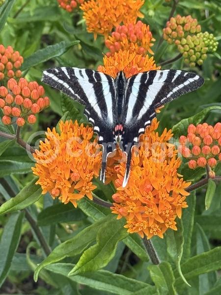 White blooms; Evergreen; North American Native
