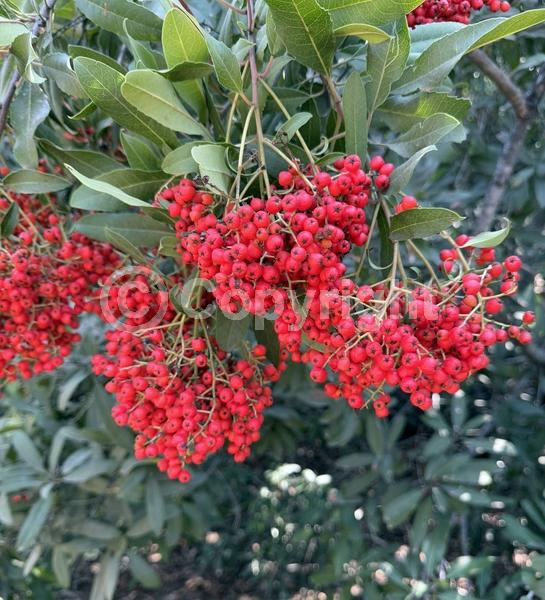 White blooms; Evergreen; North American Native