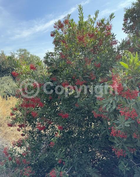 White blooms; Evergreen; North American Native