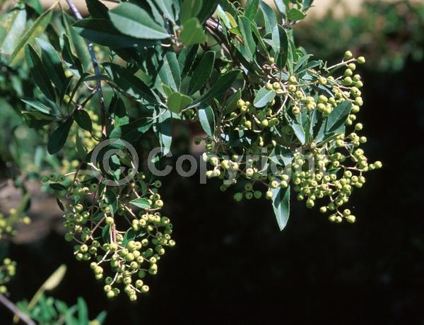 White blooms; Evergreen; North American Native