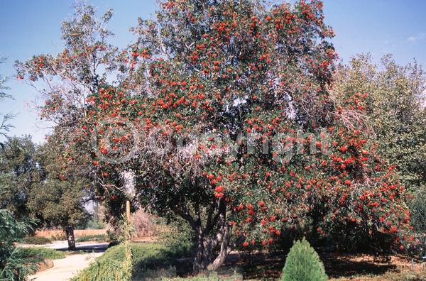 White blooms; Evergreen; North American Native