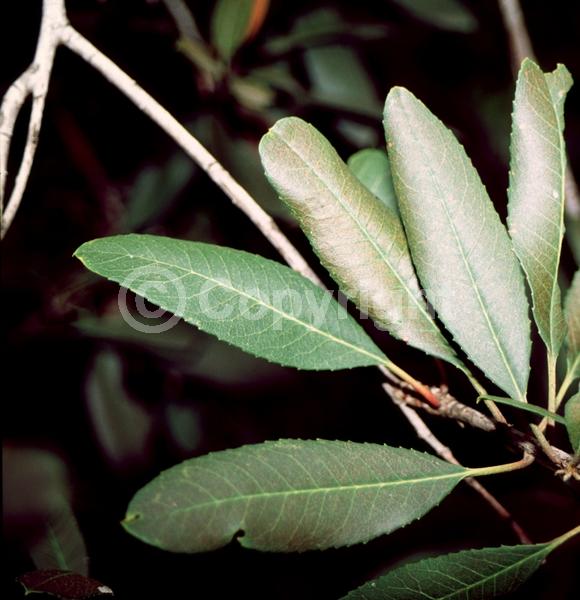 White blooms; Evergreen; North American Native