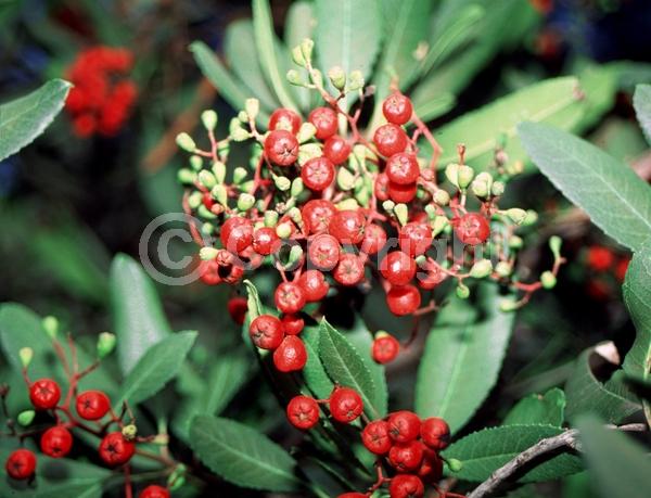 White blooms; Evergreen; North American Native