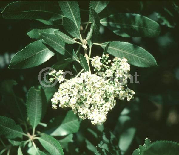 White blooms; Evergreen; North American Native