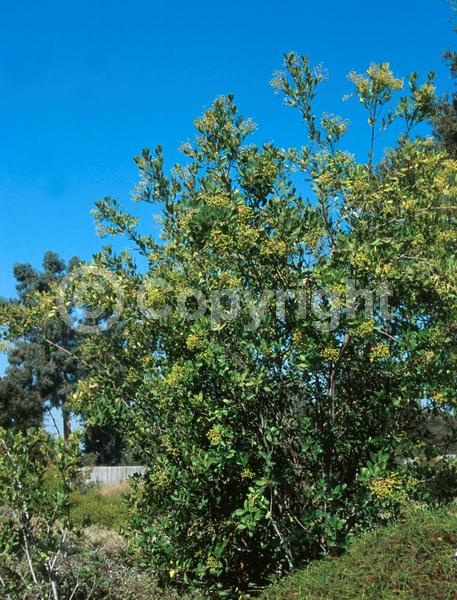 White blooms; Evergreen; North American Native