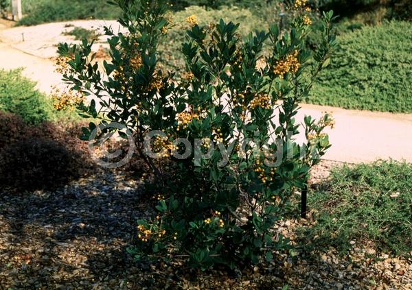 White blooms; Evergreen; North American Native