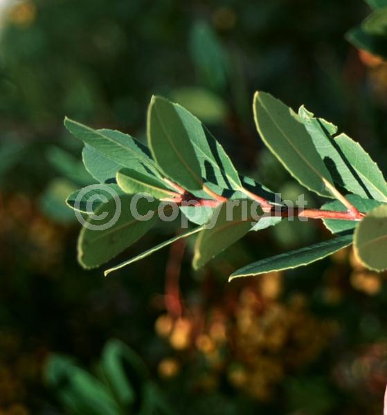 White blooms; Evergreen; North American Native