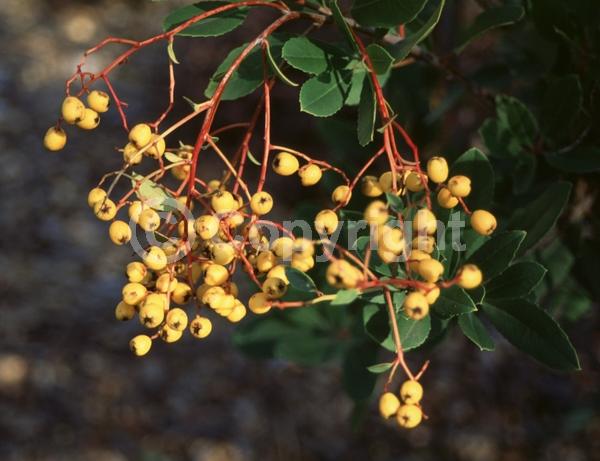 White blooms; Evergreen; North American Native