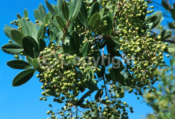 White blooms; Evergreen; North American Native