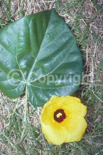 Red blooms; Yellow blooms; Evergreen; Needles or needle-like leaf